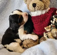Boyds Bear akc , a male Cavalier King Charles Spaniel for sale in Lancaster, OH – Photo 5 of 10