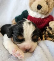 Boyds Bear akc , a male Cavalier King Charles Spaniel for sale in Lancaster, OH – Photo 7 of 10