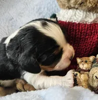 Boyds Bear akc , a male Cavalier King Charles Spaniel for sale in Lancaster, OH – Photo 1 of 10