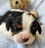 Boyds Bear akc , a male Cavalier King Charles Spaniel for sale in Lancaster, OH – Photo 2 of 10