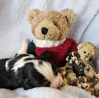 Boyds Bear akc , a male Cavalier King Charles Spaniel for sale in Lancaster, OH – Photo 9 of 10