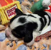Oscar Meyer , a male Cavalier King Charles Spaniel and Miniature Dachshund for sale in Lancaster, OH – 9 of 10