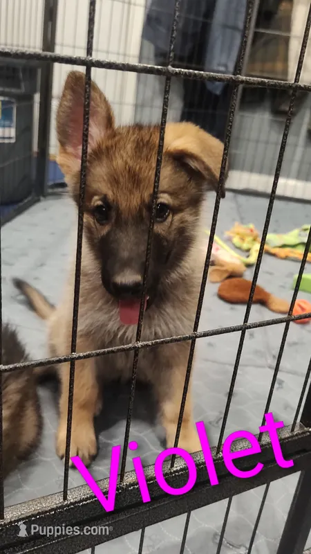 Violet  – German Shepherd Dog puppy for sale in Lancaster, OH
