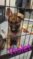 Violet , a female German Shepherd Dog for sale in Lancaster, OH – 1 of 1