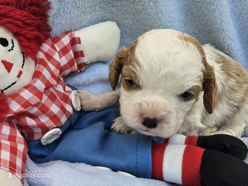 Raggedy Andy – Cavalier King Charles Spaniel, Cavachon puppy for sale in Lancaster, OH