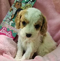 Barbie Doll, a male Cavalier King Charles Spaniel and Cavachon for sale in Lancaster, OH – 7 of 10