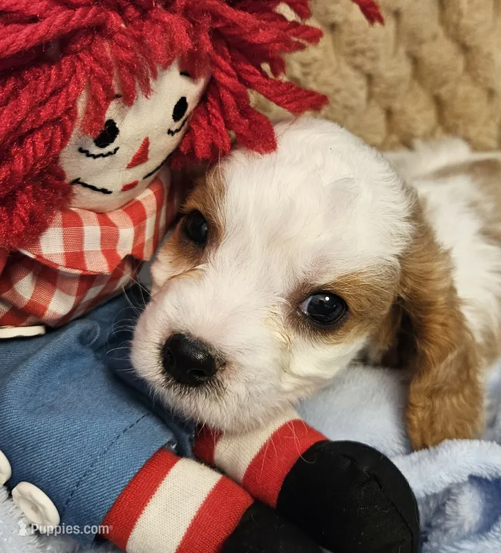Raggedy Andy – Cavalier King Charles Spaniel, Cavachon puppy for sale in Lancaster, OH