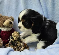 Boyds Bear akc , a male Cavalier King Charles Spaniel for sale in Lancaster, OH – 8 of 10