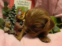 Little Red Riding Hood akc, a female Cavalier King Charles Spaniel for sale in Lancaster, OH – 4 of 10