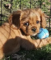 Marcie akc, a female Cavalier King Charles Spaniel for sale in Lancaster, OH – Photo 8 of 9