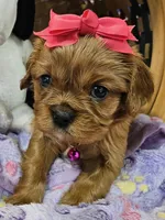 Marcie akc, a female Cavalier King Charles Spaniel for sale in Lancaster, OH – Photo 3 of 9