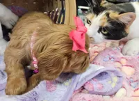 Marcie akc, a female Cavalier King Charles Spaniel for sale in Lancaster, OH – Photo 4 of 9