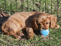 Marcie akc, a female Cavalier King Charles Spaniel for sale in Lancaster, OH – Photo 9 of 9