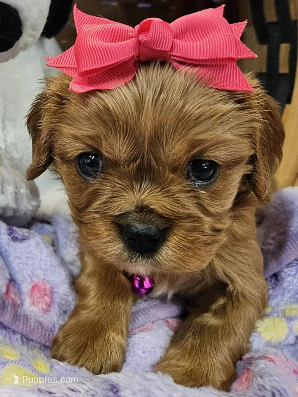 Marcie akc – Cavalier King Charles Spaniel puppy for sale in Lancaster, OH