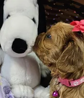 Marcie akc, a female Cavalier King Charles Spaniel for sale in Lancaster, OH – Photo 2 of 9