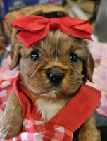 Marcie akc, a female Cavalier King Charles Spaniel for sale in Lancaster, OH – Photo 5 of 9