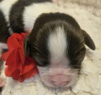 Liberty Bell, a female Cavalier King Charles Spaniel for sale in Lancaster, OH – 5 of 10
