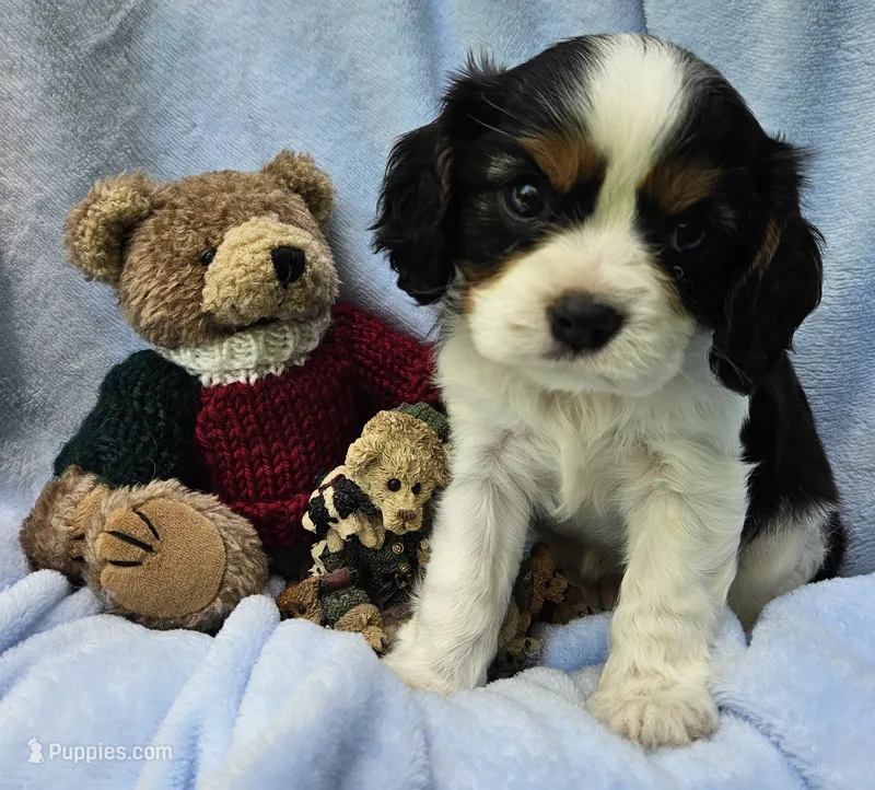 Boyds Bear akc  – Cavalier King Charles Spaniel puppy for sale in Lancaster, OH