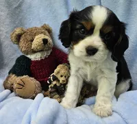 Boyds Bear akc , a male Cavalier King Charles Spaniel for sale in Lancaster, OH – 1 of 10