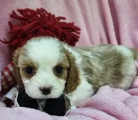 Raggedy Anne , a female Cavalier King Charles Spaniel and Cavachon for sale in Lancaster, OH – 6 of 10
