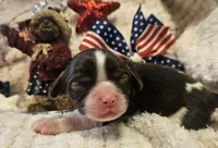 Independence , a female Cavalier King Charles Spaniel for sale in Lancaster, OH – 7 of 10