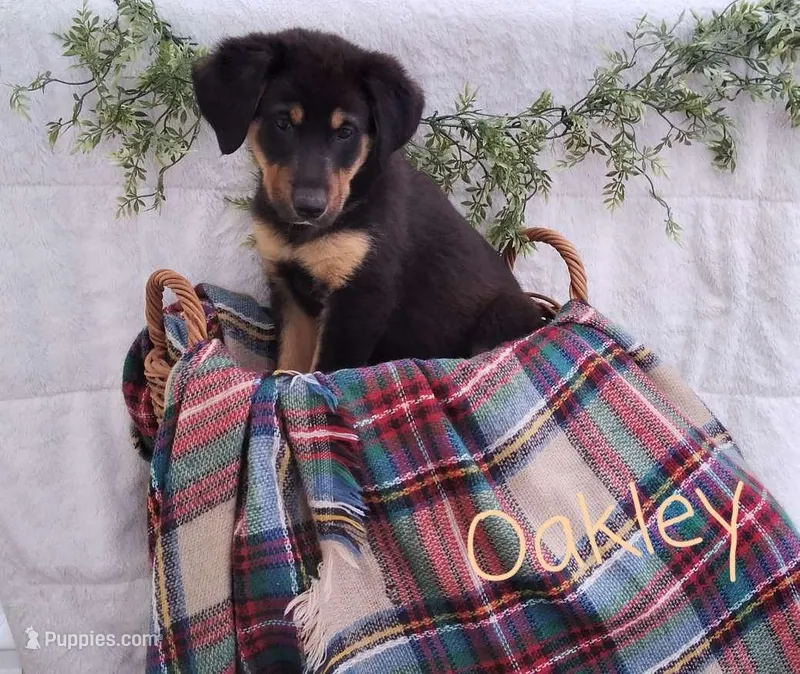 Oakley  – German Shepherd Dog, Australian Labradoodle puppy for sale in Lancaster, OH