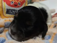 Sausage Patty, a female Cavalier King Charles Spaniel and Miniature Dachshund for sale in Lancaster, OH – 2 of 10
