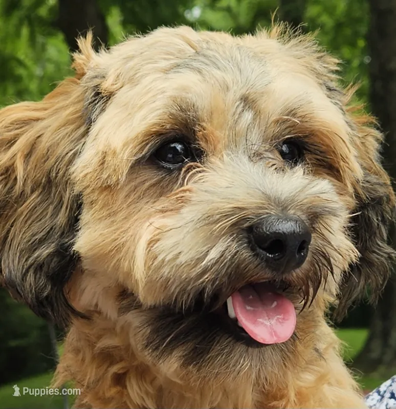 Tilly – Shihpoo puppy for sale in Lancaster, OH