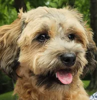 Tilly, a female Shihpoo for sale in Lancaster, OH – 1 of 8