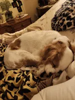 Dalitso , a female Cavalier King Charles Spaniel and Cavachon for sale in Lancaster, OH – 6 of 7