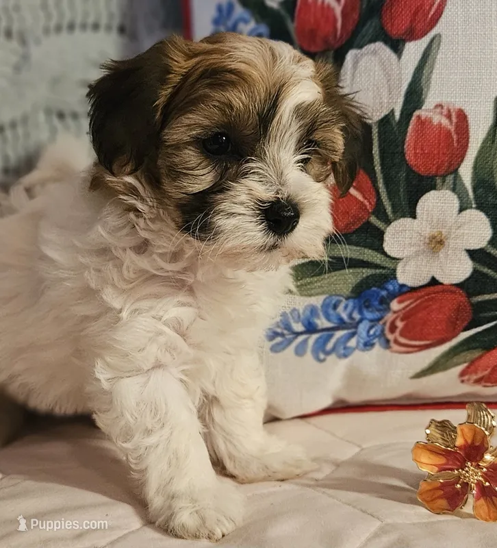 Valerie  – Poodle - Miniature , Bichpoo puppy for sale in Lancaster, OH
