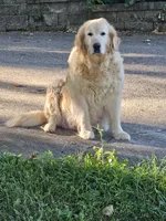 Rosie ACA, a female Golden Retriever and English Cream Golden Retriever for sale in Lancaster, OH – 3 of 3