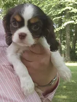 Sparkler , a female Cavalier King Charles Spaniel for sale in Lancaster, OH – 3 of 7