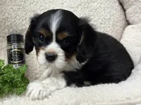 Parsley AKC chocolate carrier , a male Cavalier King Charles Spaniel for sale in Lancaster, OH – 7 of 9