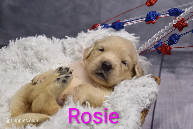 Rosie ACA – Golden Retriever, English Cream Golden Retriever puppy for sale in Lancaster, OH
