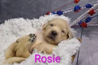 Rosie ACA, a female Golden Retriever and English Cream Golden Retriever for sale in Lancaster, OH – 1 of 3