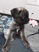 Puglet , a male Pug for sale in Lancaster, OH – 4 of 7