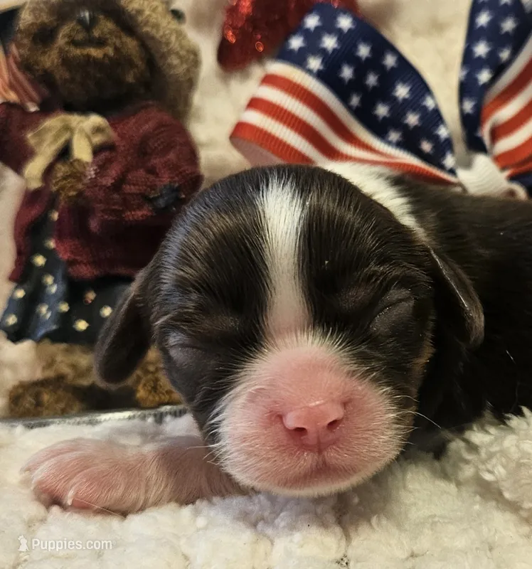 Independence  – Cavalier King Charles Spaniel puppy for sale in Lancaster, OH