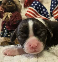 Independence , a female Cavalier King Charles Spaniel for sale in Lancaster, OH – 1 of 10