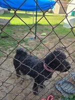 Black Beauty house trained, a female Shih Tzu and Poodle - Miniature  for sale in Lancaster, OH – Photo 2 of 3