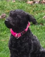 Black Beauty house trained, a female Shih Tzu and Poodle - Miniature  for sale in Lancaster, OH – Photo 1 of 3