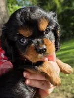 Rosemary , a female Cavalier King Charles Spaniel for sale in Lancaster, OH – 3 of 10