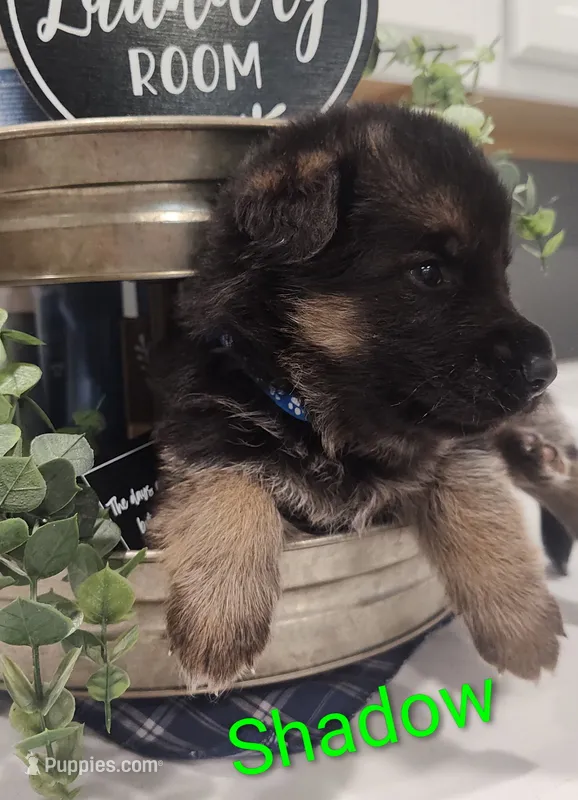 Shadow  – German Shepherd Dog puppy for sale in Lancaster, OH