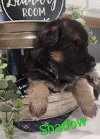 Shadow , a male German Shepherd Dog for sale in Lancaster, OH – 1 of 2