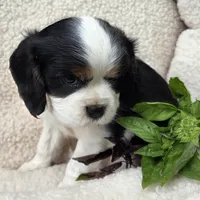 Basil AKC chocolate carrier , a male Cavalier King Charles Spaniel for sale in Lancaster, OH – 4 of 9
