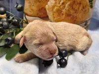 Blueberry Biscuit, a male Cockapoo and Bichpoo for sale in Lancaster, OH – 1 of 1
