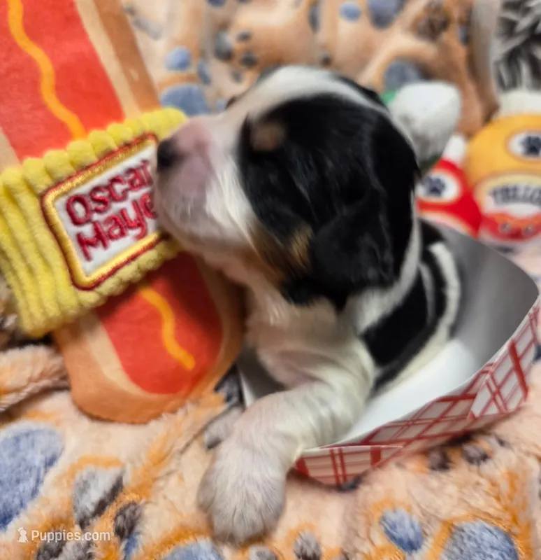 Oscar Meyer  – Cavalier King Charles Spaniel, Miniature Dachshund puppy for sale in Lancaster, OH