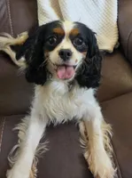 Winnie , a female Cavalier King Charles Spaniel for sale in Lancaster, OH – 7 of 10
