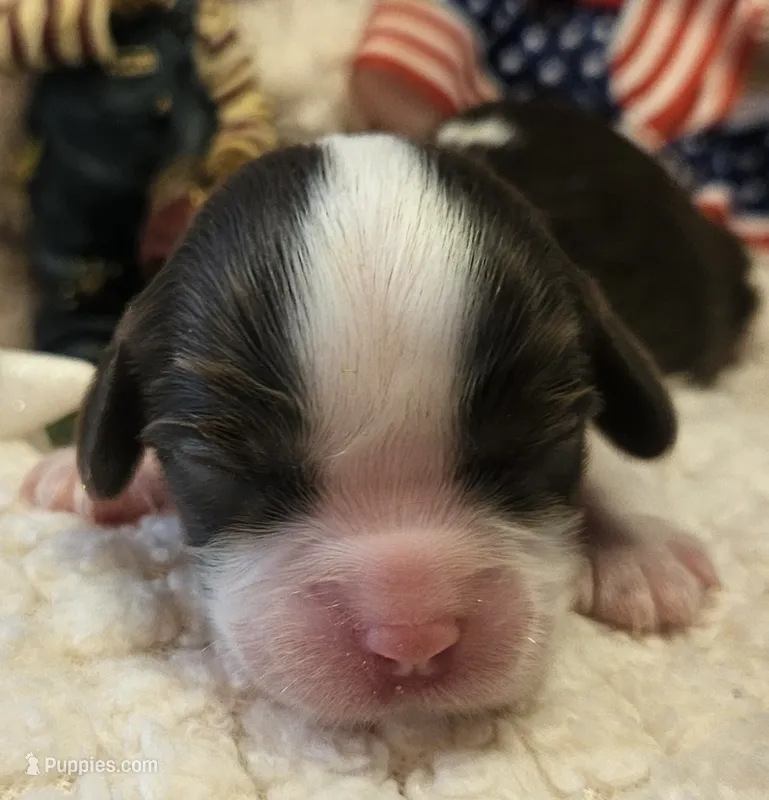 Patriot – Cavalier King Charles Spaniel puppy for sale in Lancaster, OH