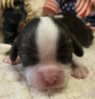 Patriot, a male Cavalier King Charles Spaniel for sale in Lancaster, OH – 1 of 10
